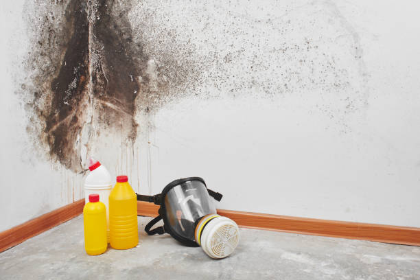 Best Professional Mold Removal  in Center Point, TX