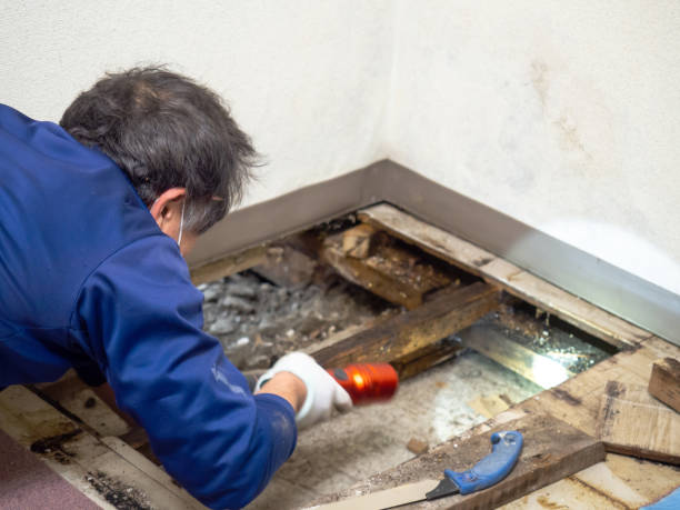  Center Point, TX Mold Removal Pros
