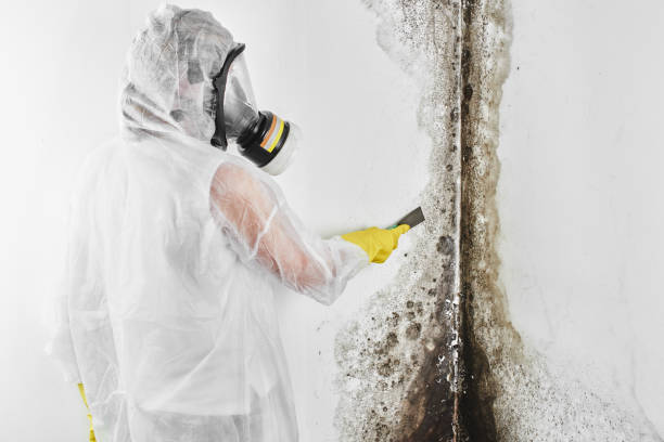 Best Certified Mold Removal  in Center Point, TX
