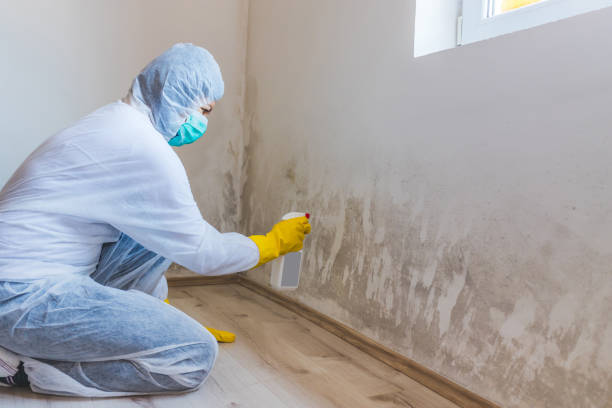 Best Affordable Mold Removal  in Center Point, TX
