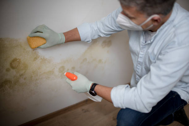 Best Emergency Mold Removal  in Center Point, TX