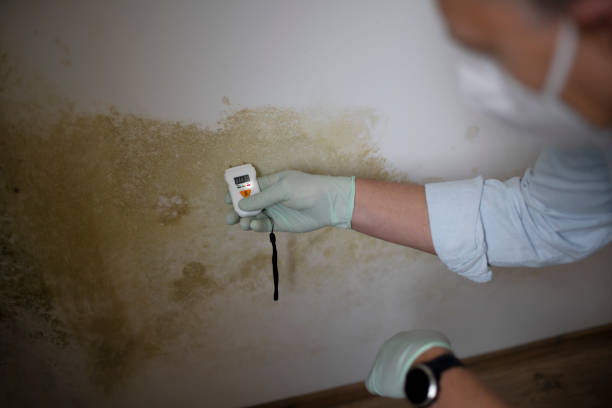 Best Office Mold Removal Services  in Center Point, TX