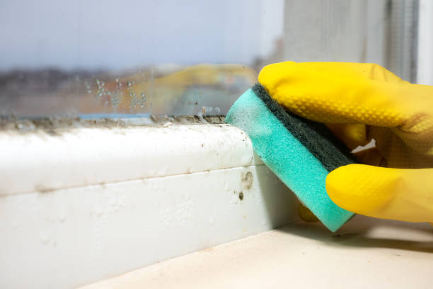Best Best Mold Removal Companies  in Center Point, TX