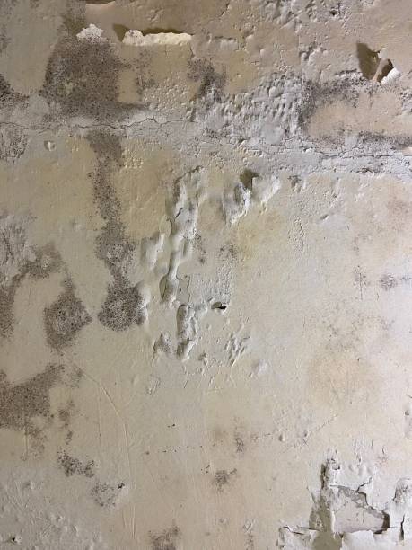 Best Home Mold Removal  in Center Point, TX