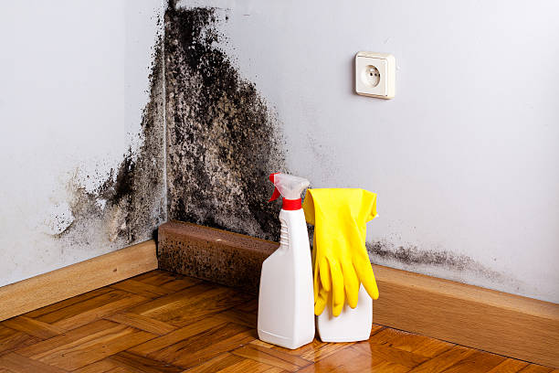 Best Local Mold Removal Service  in Center Point, TX