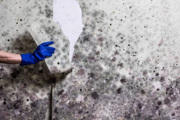 Best Local Mold Removal Service  in Center Point, TX