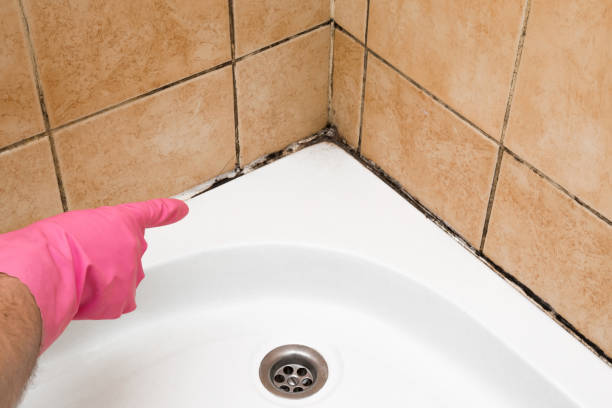 Mold Removal Process in Center Point, TX